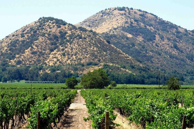 Santa Rita Vineyard Tour - Booking Information