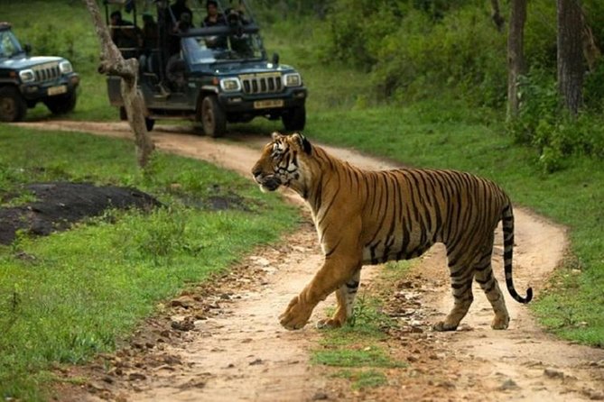 Sariska Wild Life Tour By Private Car With Jungle Safari Gypsy - Tour Overview