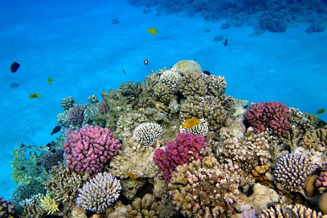 Scuba Diving Full Day With 2 Stops Daily Diving From Hurghada