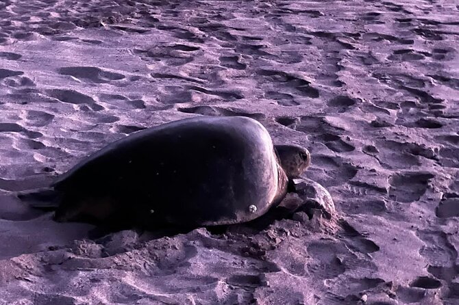 Sea Turtle Watching Tour Near Playa Grande