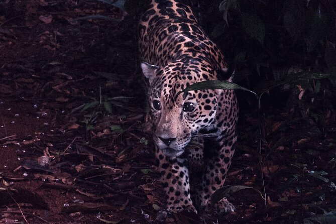 Secret Night Walk in Tortuguero - Pickup Details