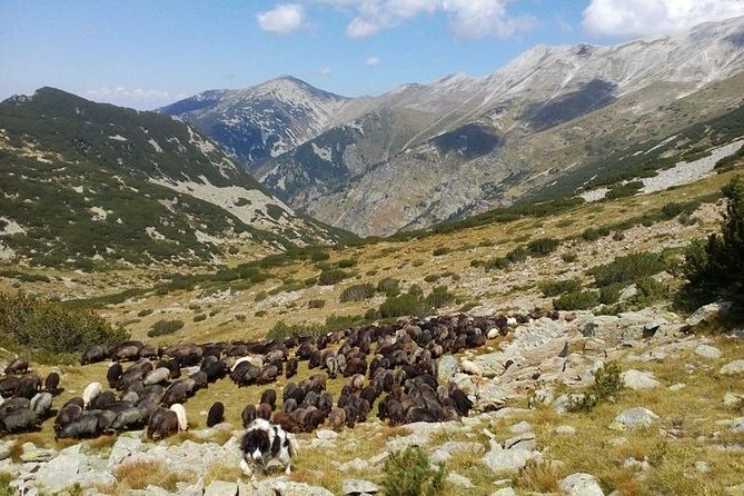 Seeing Unique Bulgarian Breeds of Pets and Privately Tasting Organic Products - Important Booking Information