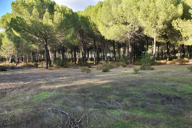 Self-Guided Bike Tour Around Doñana From Seville - Directions