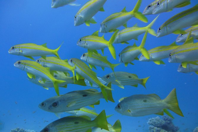 Semi Submarine Hurghada – Hurghada Glass Boat