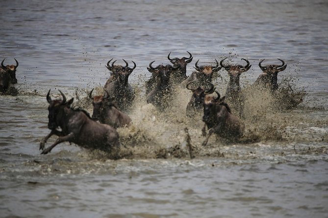 Serengeti 4 Days Safari Tanzania - Pickup and Transportation Details