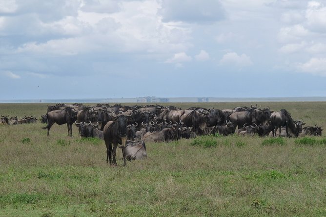 Serengeti Wildebeest Migration.