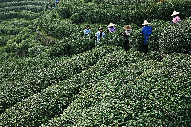 Shanghai Day Tour to Hangzhou - Transportation Details