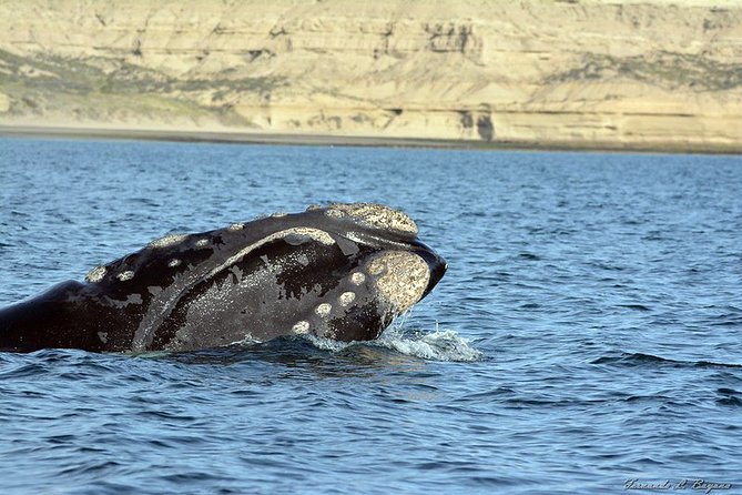 Shore Excursion Piramides Port & Sailing in Puerto Madryn - Whats Included in the Tour