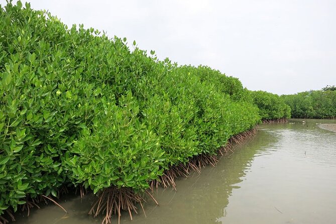 Shore Excursions to Mangrove Wetland Colombo. - Tour Highlights