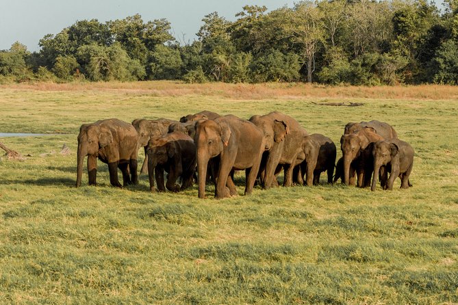 Sigiriya Rock and Wild Elephant Safari From Kandy - Booking Information