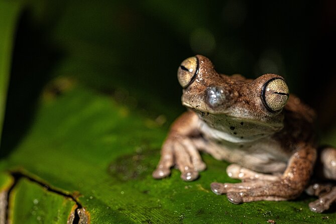 Síndria Twilight Walk Through the Rainforest - Meeting and Pickup Details