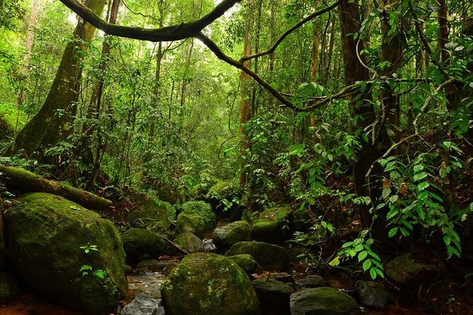 Sinharaja Rain Forest Guided Day Tour - Cancellation Policy