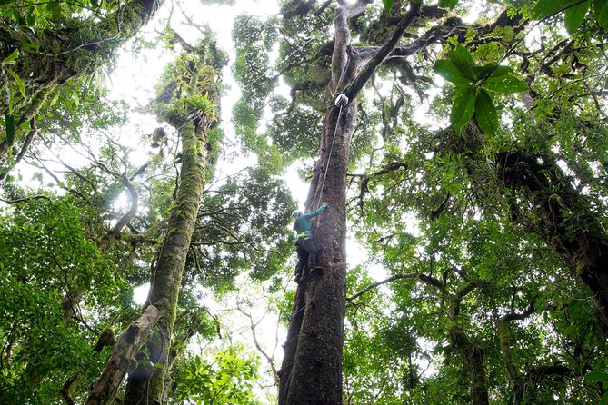 Sky Tram- Sky Trek & Arboreal Tree Climbing From Monteverde - Activities Included