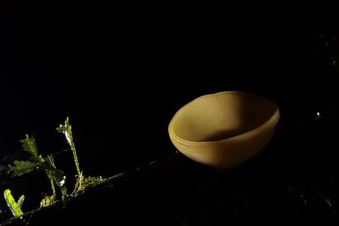 Small Group Wildlife Refuge Monteverde Night Walking Tour - What to Expect