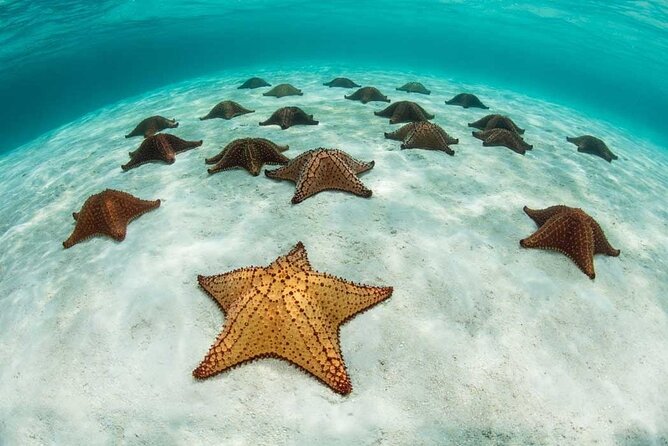 Snorkeling at Blue Lagoon, Star Fish and the Rock Restaurant - Dining at The Rock Restaurant