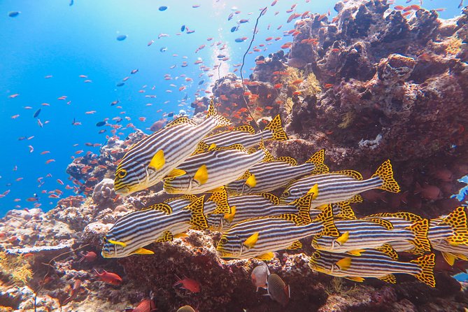 Snorkeling in Dhiffushi - Snorkeling Excursion Details