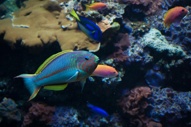 Snorkeling in the Plemmirio Marine Protected Area in Syracuse - Reviews