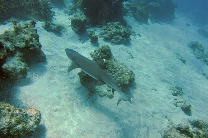 Snorkeling Tour at Caño Island - What to Expect