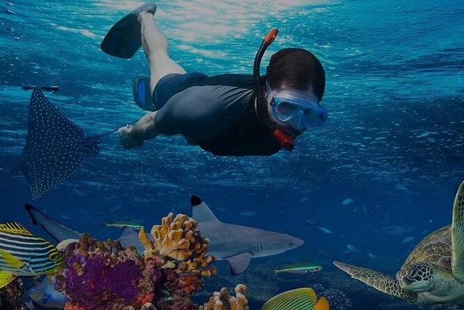 Snorkeling Trip in Mahmya Island With Pick up - Additional Information