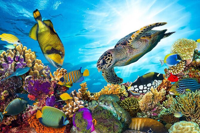 Snorkeling Trip With Dolphin at Samadai by VIP Boat-Marsa Alam - Location Details