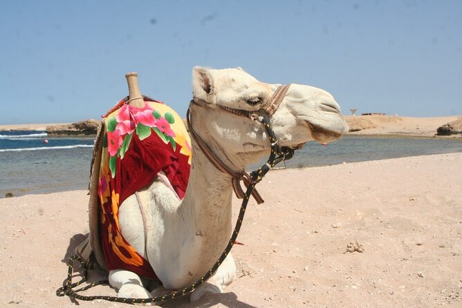 Snorkeling With Turtles in Sharm El Naga Full Day From Hurghada - Pickup Information
