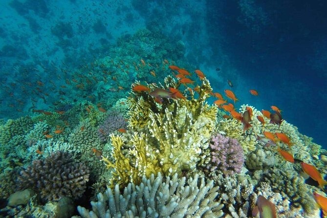 Snorkling Trip To Hamata Islands From Marsa Alam - Inclusions of the Trip