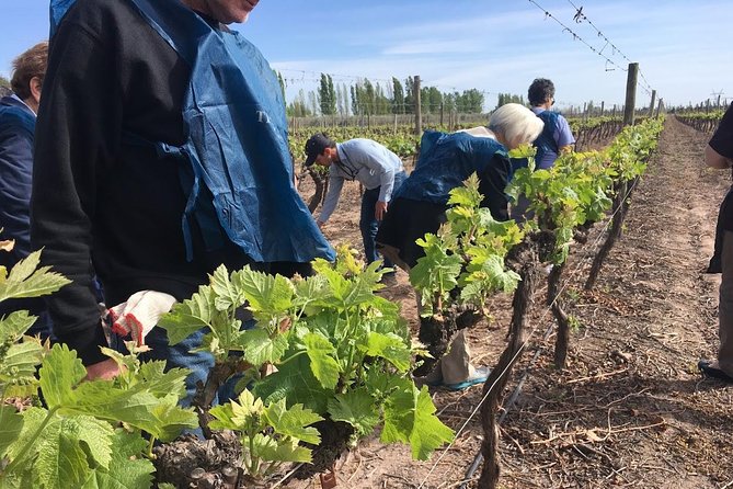 Special Experience in Wineries: Come to Prune or Harvest - Meeting Points and Schedule