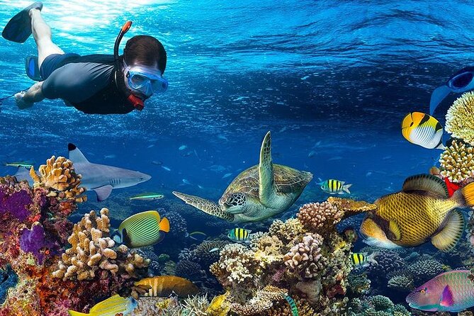 Special Snorkeling Day Trip to the Red Sea in Safaga From Luxor - Logistics