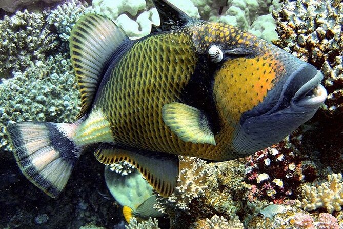 Starfish Adventure; Blue Lagoon Snorkeling; The Rock; Paje Beach; Kuza Cave Tour - Additional Tour Information