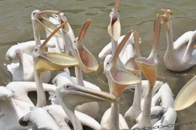 Sunflower Garden and Wild Bird Wetland Park Private Tour