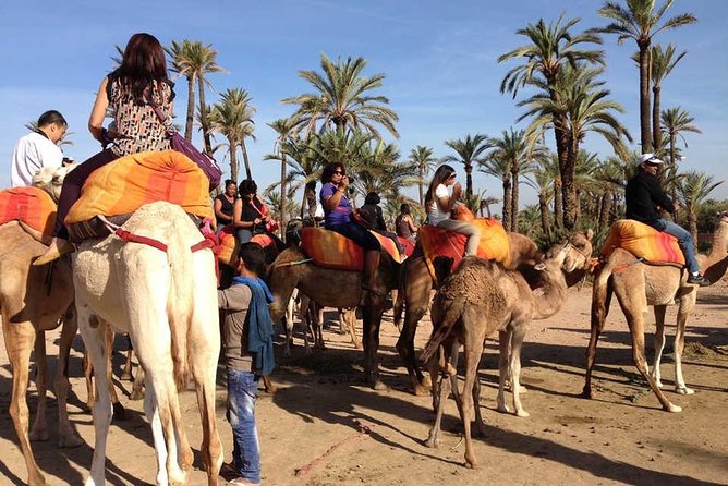 Sunset Camel Ride In The Palm Grove Of Marrakech