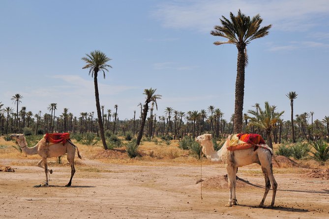 Sunset Camel Ride With Tea Break In Marrakeh Palm Grove - Experience Highlights
