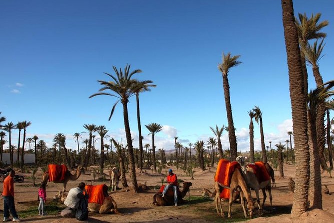 Sunset Camel Riding in the Palm Grove of Marrakech With Pickup-Drop off