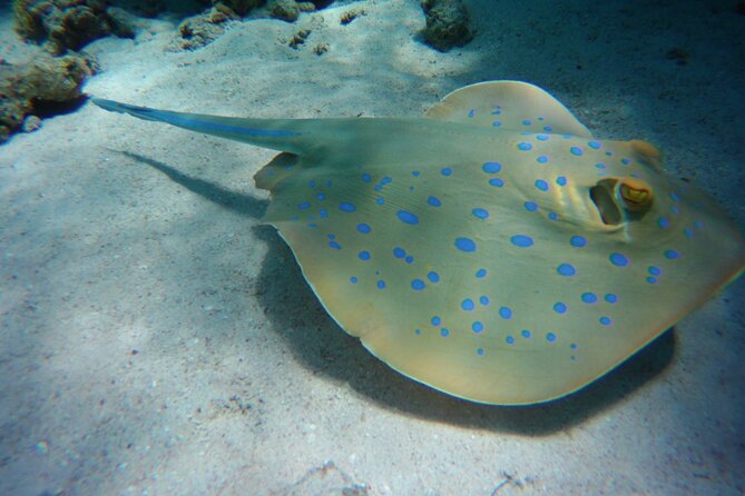 Swim With Dolphin in Satayeh Reef Sea Trip & Lunch - Marsa Alam - Pickup Details