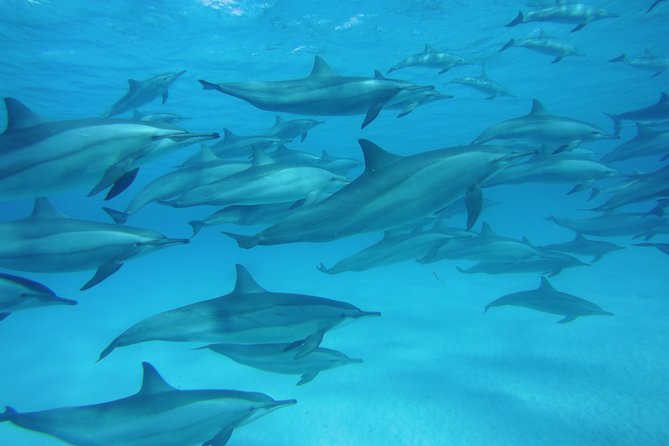 Swim With Dolphins in Satayeh Reef Snorkel Sea Excursion - Marsa Alam