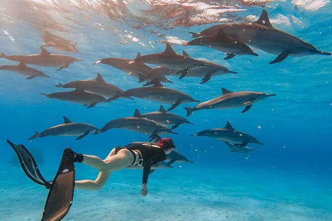 Swim With Happy Dolphin 5 Minutes And Transfer - Hurghada - Tour Confirmation
