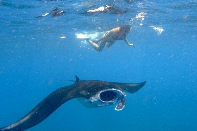 Swim With Manta Rays : Snorkeling Day Trip From Bali - Inclusions