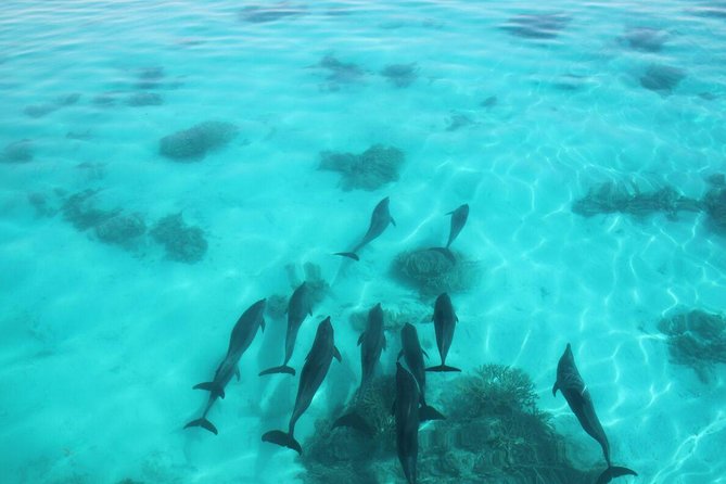 Swimming Close to Dolphins and Banana Boat - Tour Details