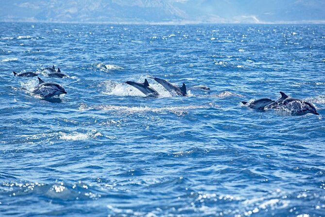 Swimming With Dolphin Private Speed Boat Experience in Hurghada - National Park Fees