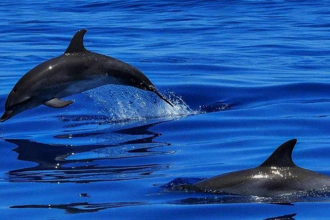 Swimming With Dolphins in Zanzibar - Tour Details
