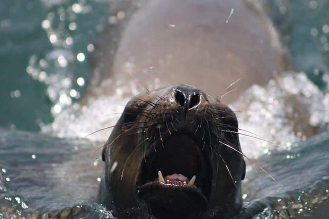 Swimming With Sea Lions in Lima - Transportation Details