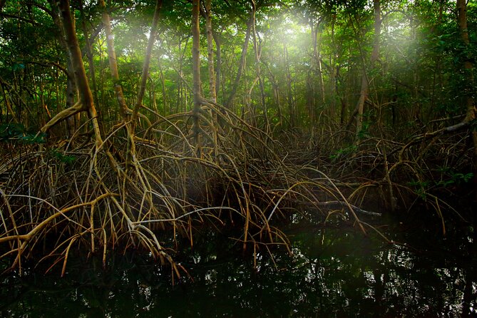 Tamarindo Estuary: Kayak Monkey Tour - Tour Operator Details