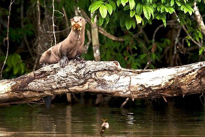 Tambopata National Reserve: Jungle and Adventure 4 Days