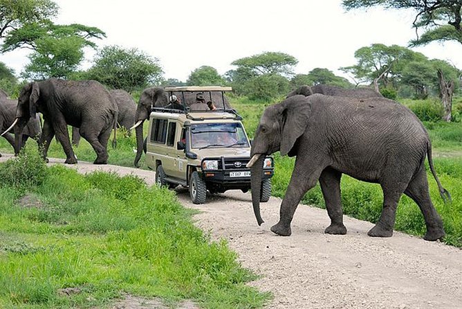 Tarangire National Park - Best Time to Visit