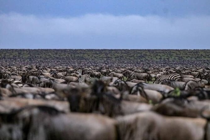 Tarangire National Park From Arusha Town Shared Day Tour - Tour Location and Meeting Point