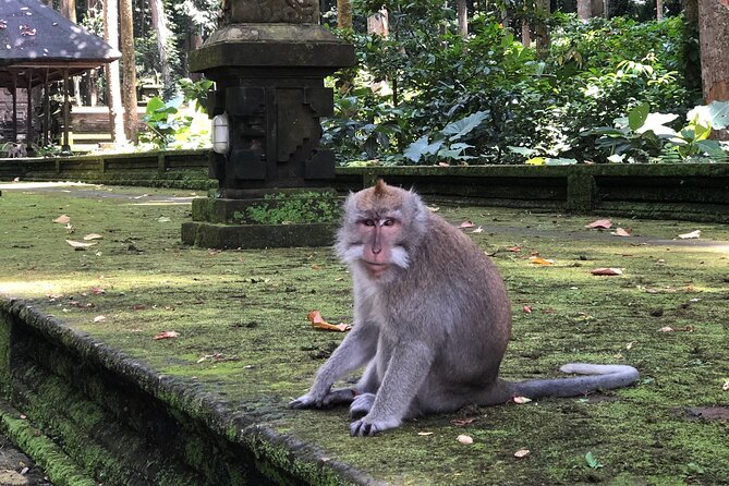 The Beautiful Nature of Ubud - Sacred Monkey Forest Sanctuary
