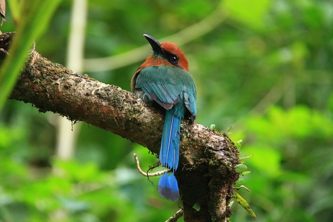 The Best Birdwatching Tour Around The Arenal Volcano