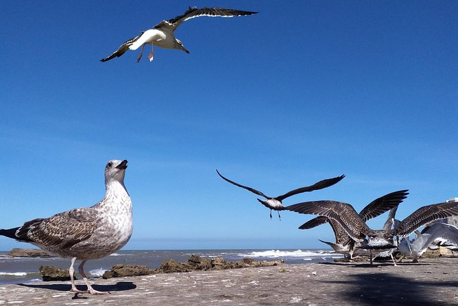 The Most Amazing Trip to Essaouira City