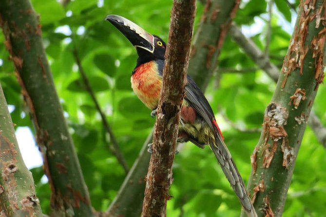 Tikal Birdwatching and Archaeological - Wildlife and Birdwatching Highlights