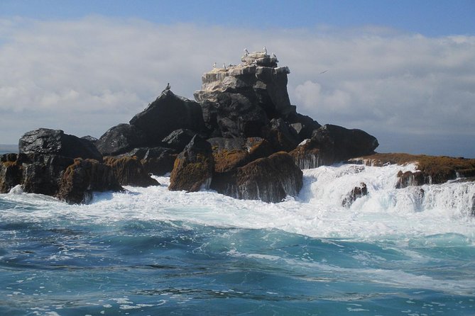 Tintoreras Islet Tour From Isabela - Hiking & Snorkeling in Galapagos Islands - Tour Highlights